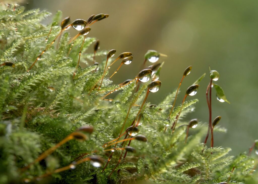 moss, rain, droplets, hypnum, mushroom, nature, moss, moss, moss, moss, moss, rain, rain, rain, rain, rain, mushroom, nature, nature